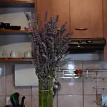 Aneta *